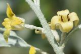 Elaeagnus angustifolia. Часть побега с цветками на разной стадии развития. Узбекистан, г. Ташкент, пос. Улугбек, санитарно-защитная зона. 10.05.2020.