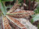 Alchemilla sericea. Фрагмент листа (вид снизу), поражённого ржавчиной Trachyspora melospora. Кабардино-Балкария, Эльбрусский р-н, долина р. Ирикчат, ок. 2800 м н.у.м., каменистое место. 06.07.2020.