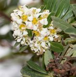 Escallonia paniculata. Листья и соцветие с фуражирующим муравьем и притаившимся пауком. Перу, регион Куско, археологический комплекс \"Писак\". 12.10.2019.