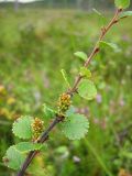 Betula nana