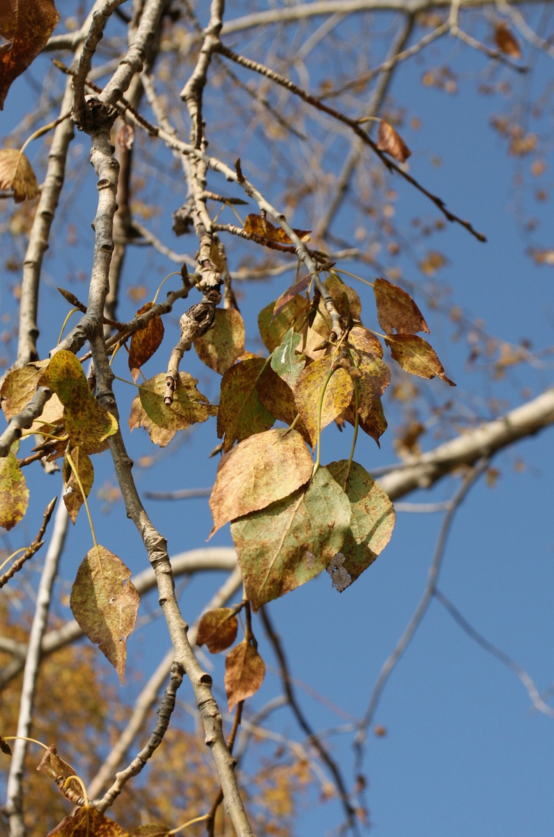 Изображение особи Populus &times; sibirica.