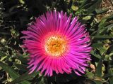 Carpobrotus edulis