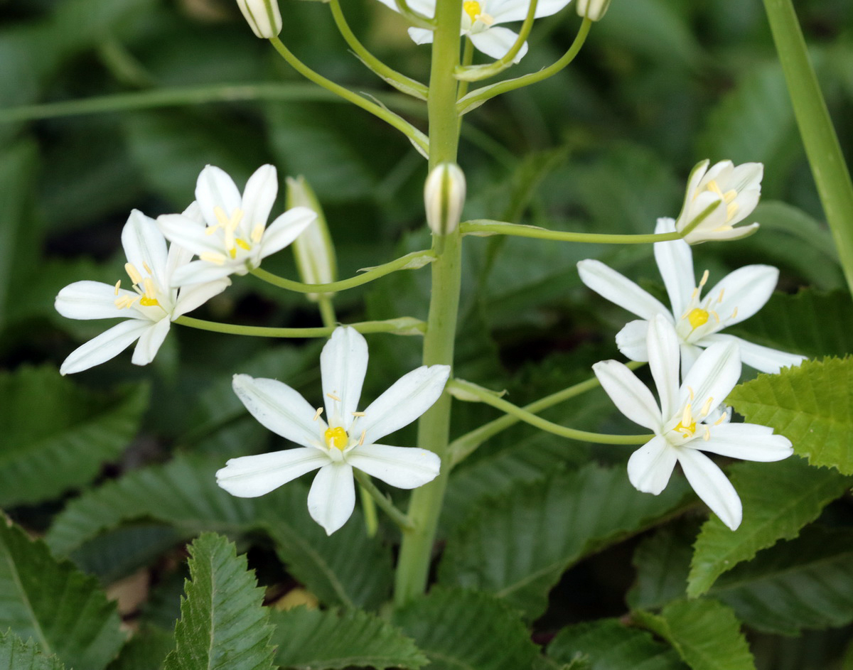 Изображение особи Ornithogalum ponticum.