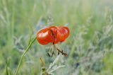 Lilium pumilum