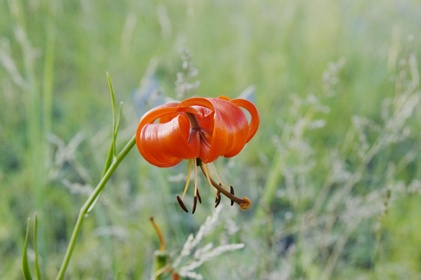 Изображение особи Lilium pumilum.