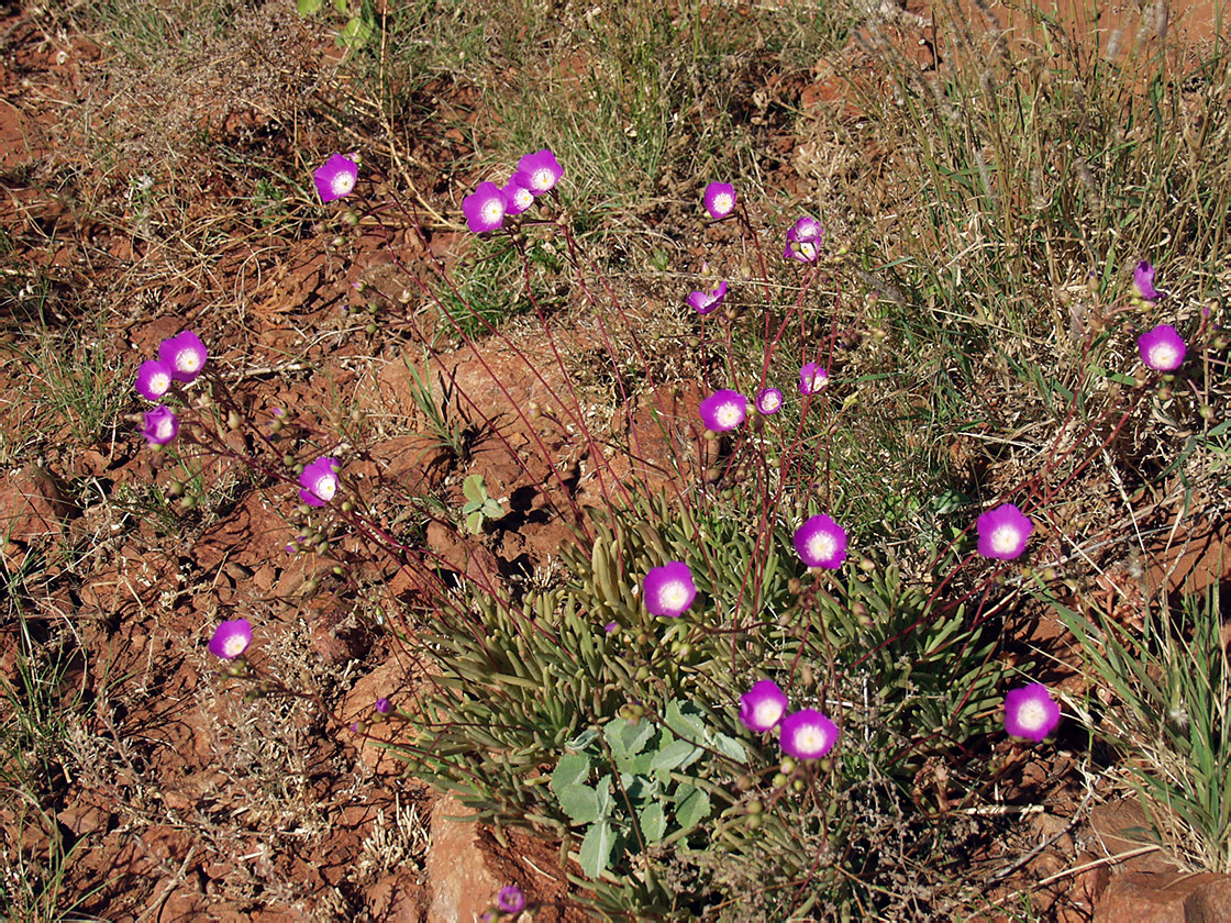 Image of Calandrinia pleiopetala specimen.