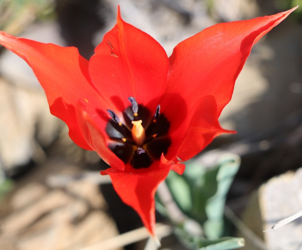 Image of Tulipa florenskyi specimen.