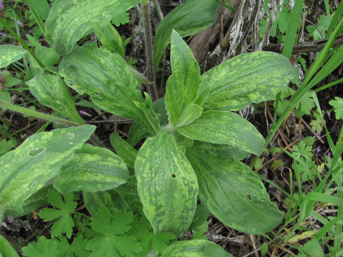 Image of Melandrium album specimen.