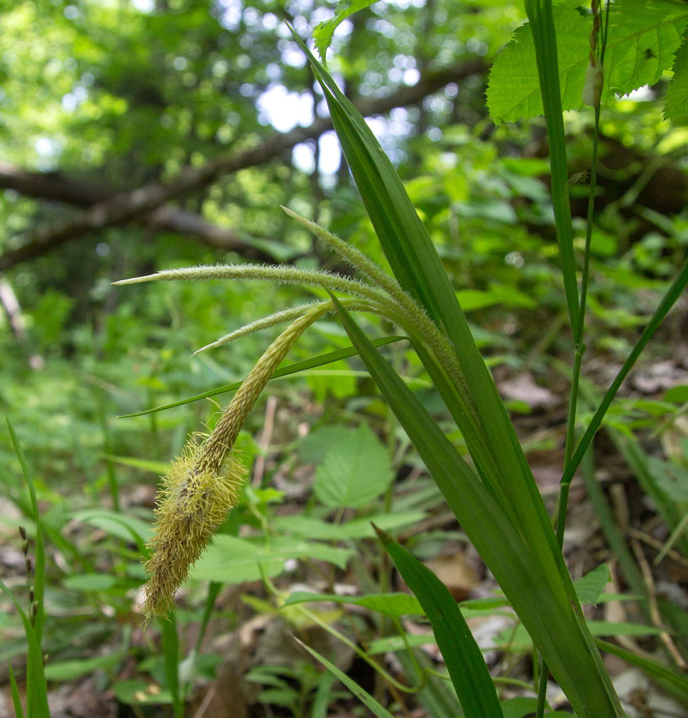 Image of Carex pendula specimen.