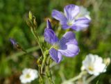 Linum nervosum. Верхушка побега с цветком и бутонами. Крым, гора Чатыр-Даг, нижнее плато, степной склон. 30.05.2021.