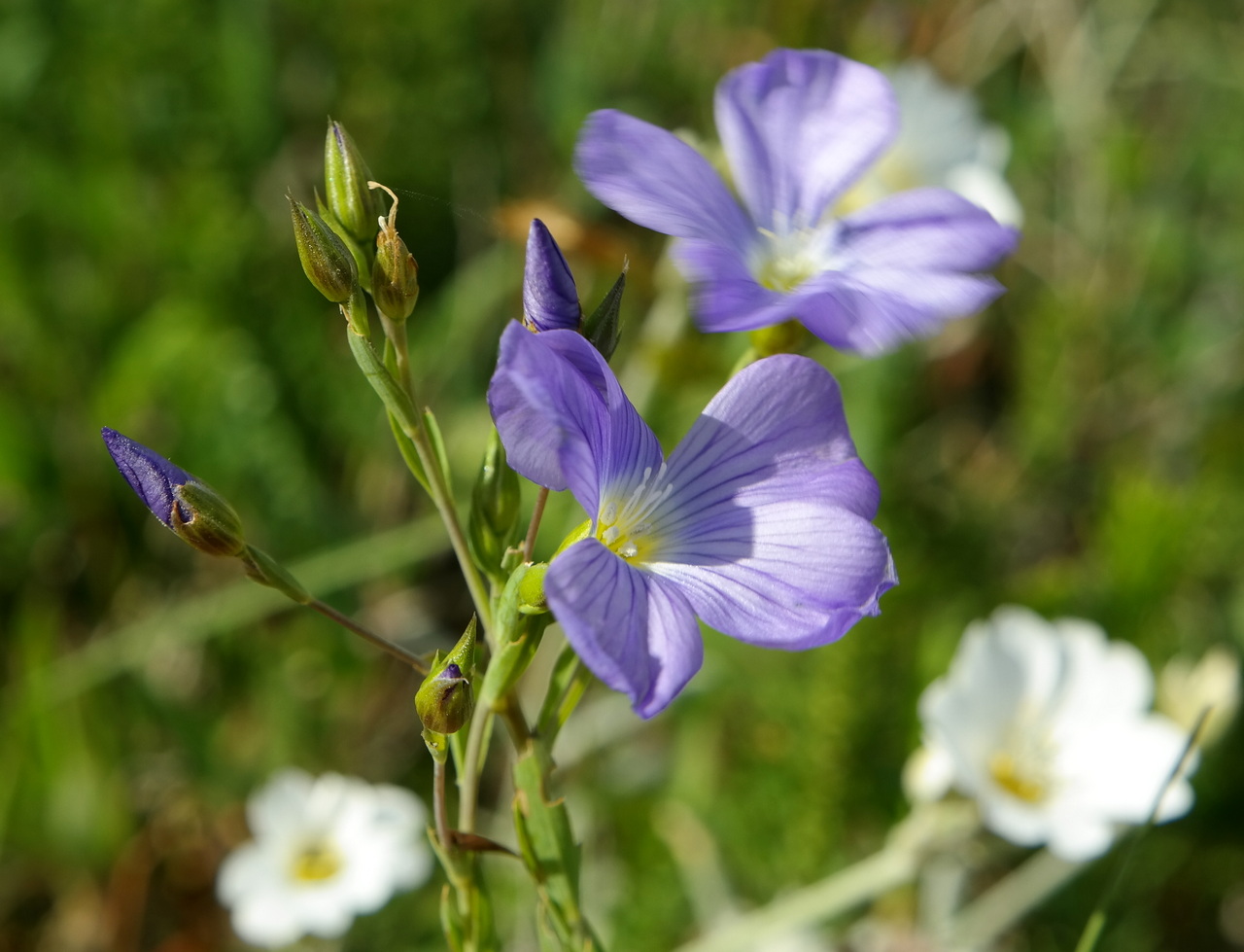 Изображение особи Linum nervosum.