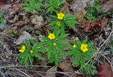 Anemone ranunculoides