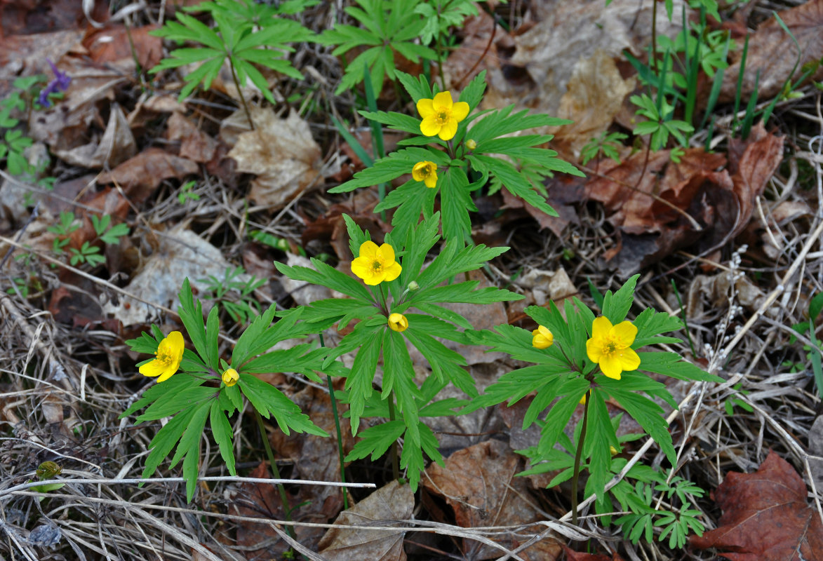 Image of Anemone ranunculoides specimen.