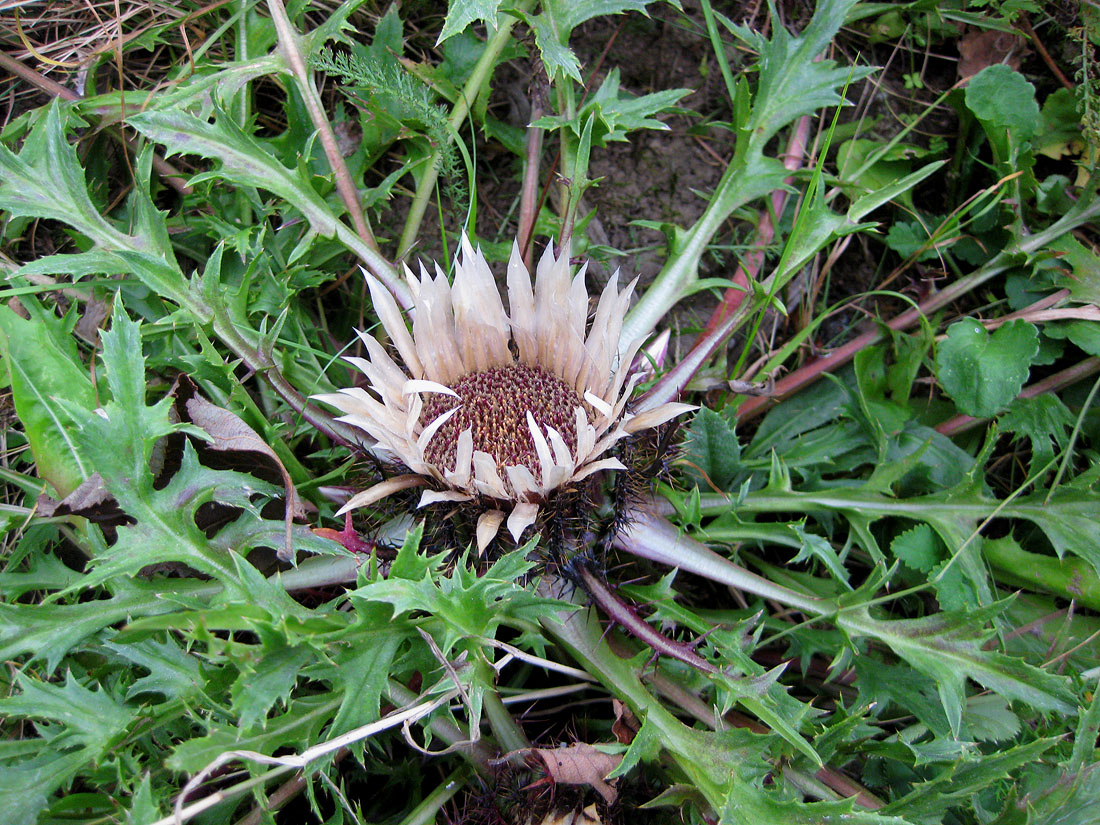 Изображение особи Carlina acaulis.