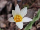 Tulipa kaufmanniana