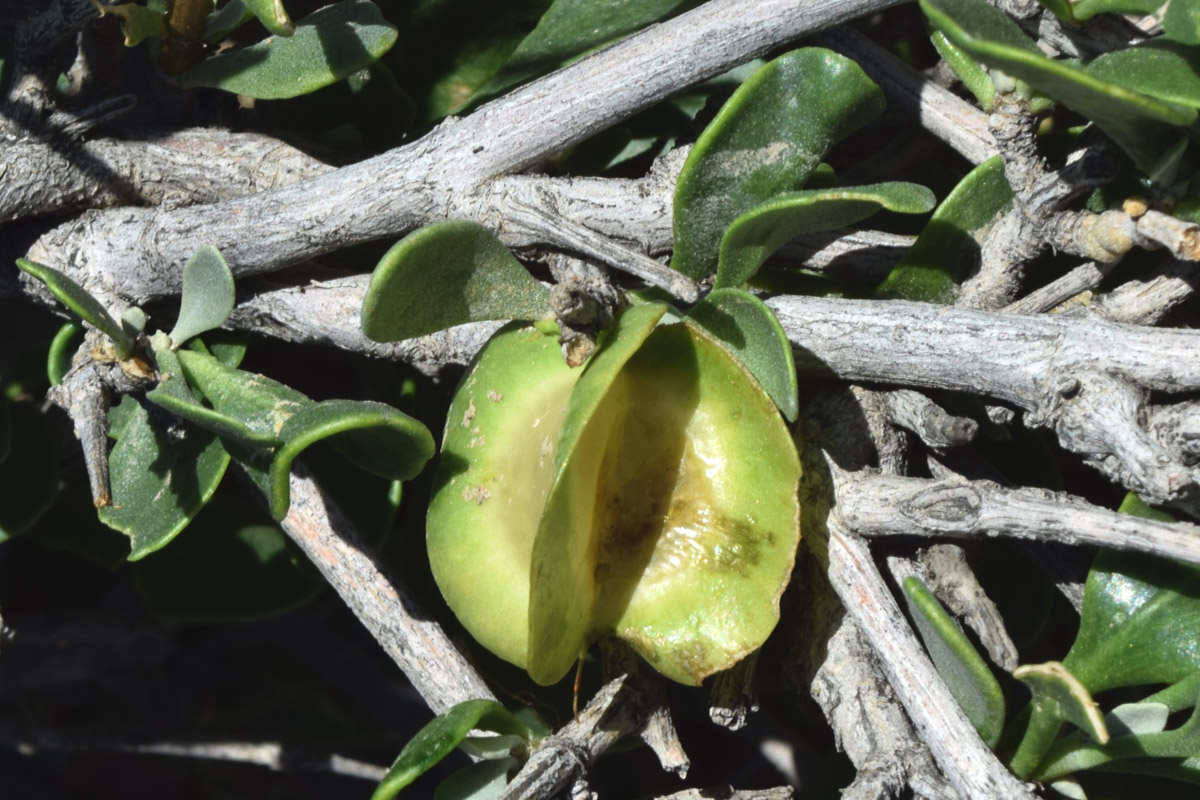 Image of Zygophyllum atriplicoides specimen.