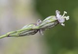 Silene ciliata