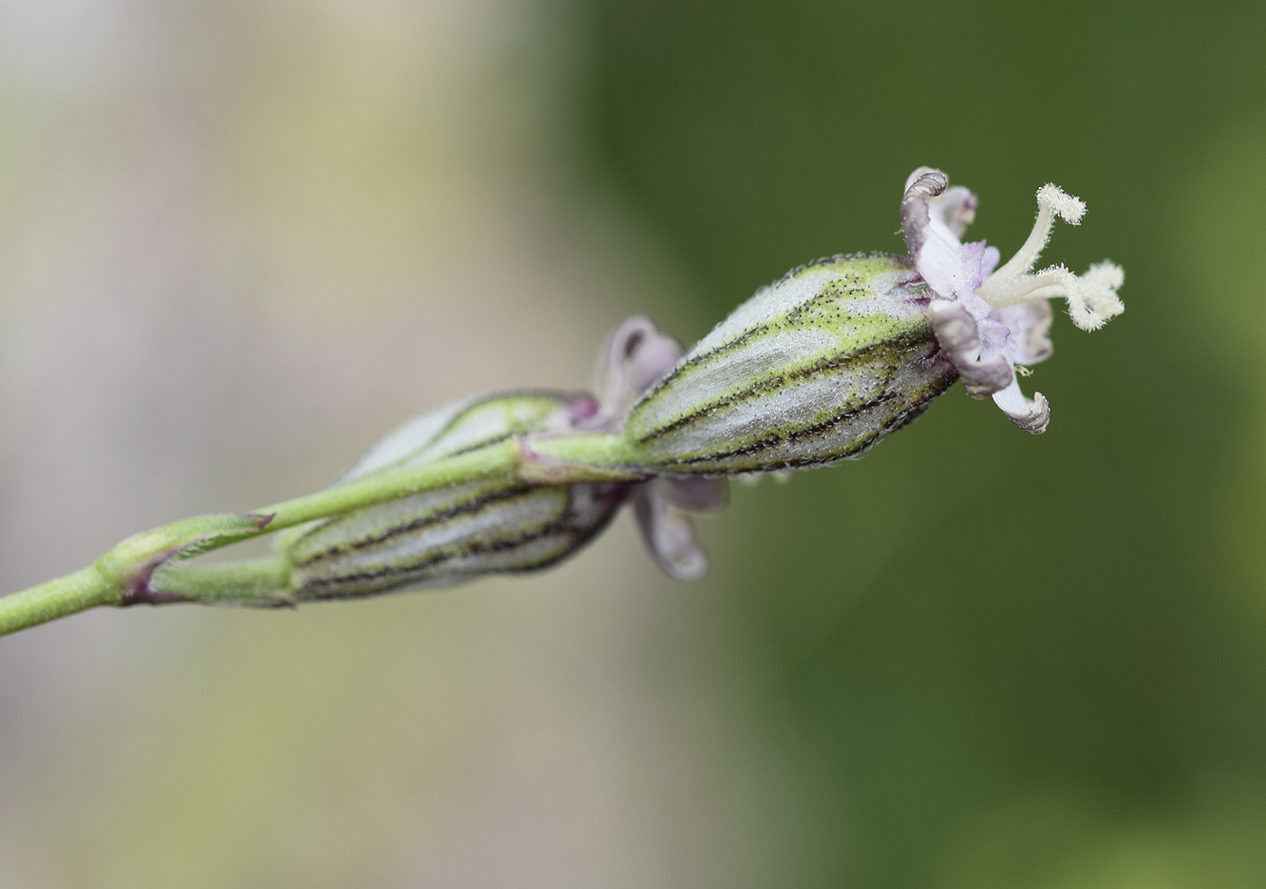 Image of Silene ciliata specimen.