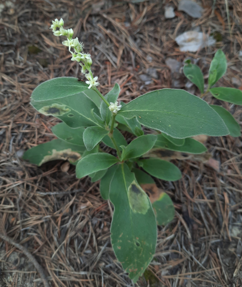 Изображение особи Aconogonon sericeum.