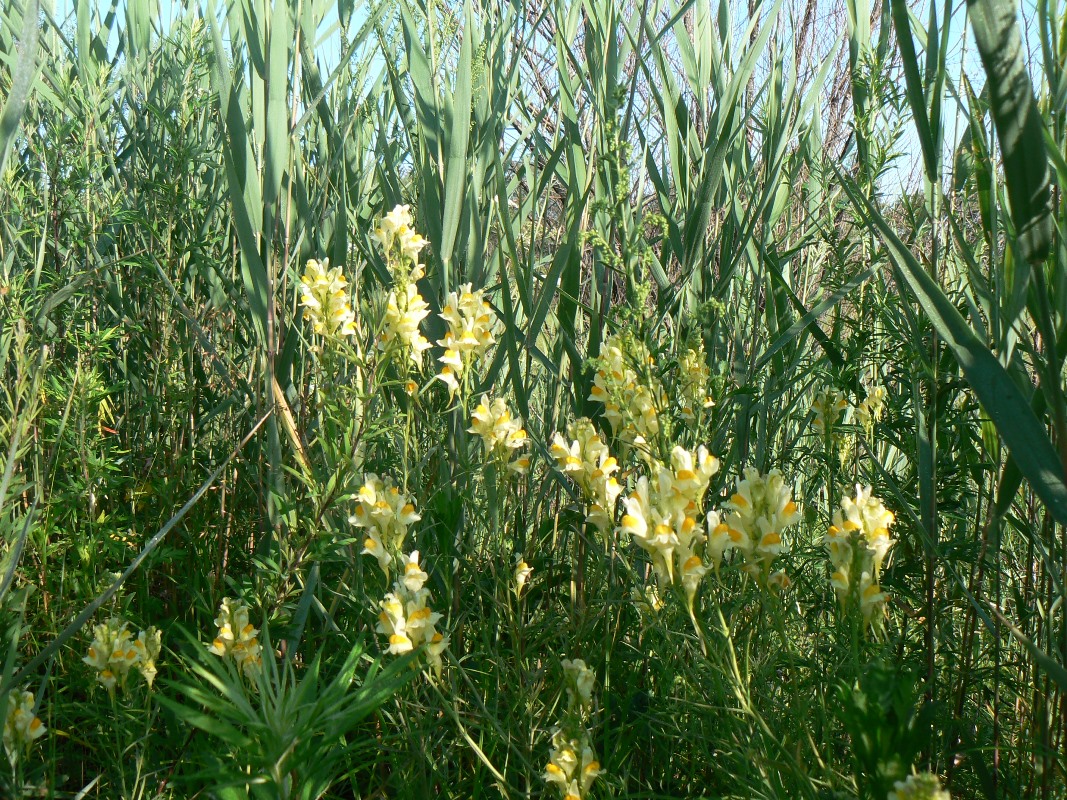 Изображение особи Linaria vulgaris.