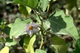 Solanum melongena