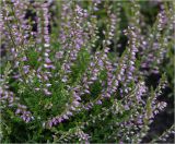 Calluna vulgaris