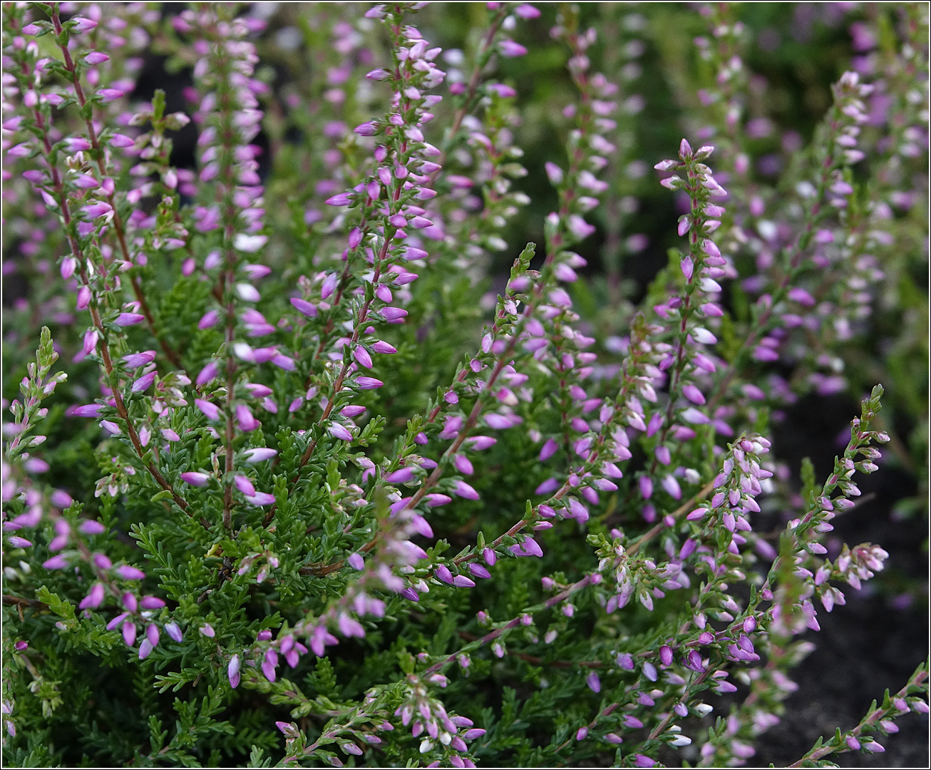 Изображение особи Calluna vulgaris.