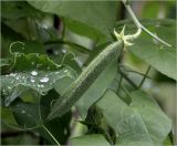 Lathyrus odoratus