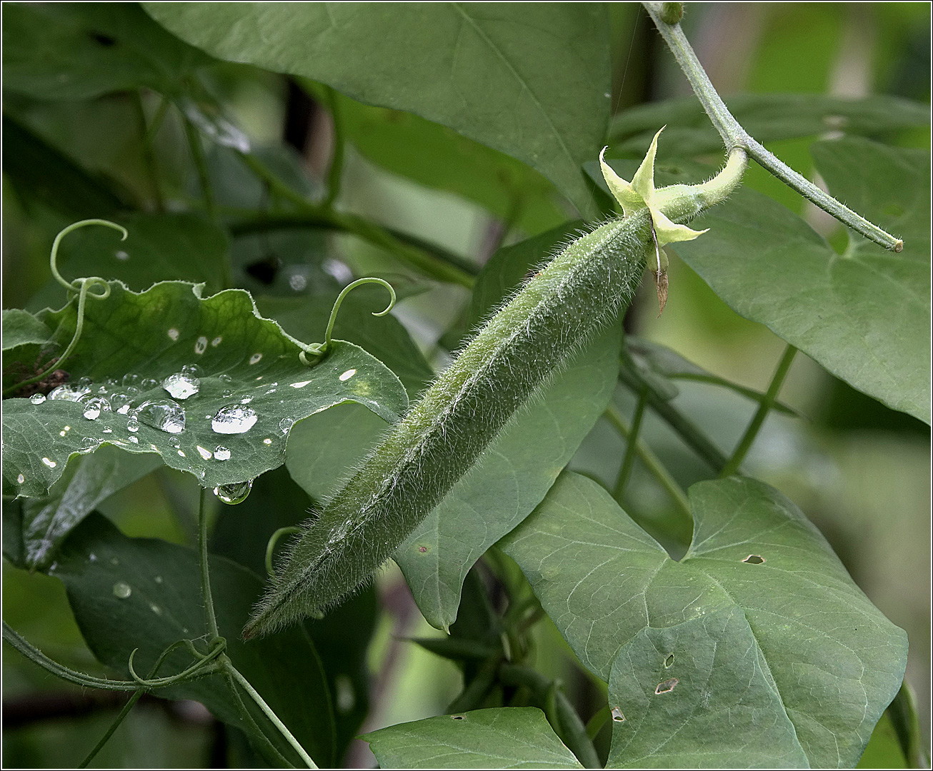 Изображение особи Lathyrus odoratus.