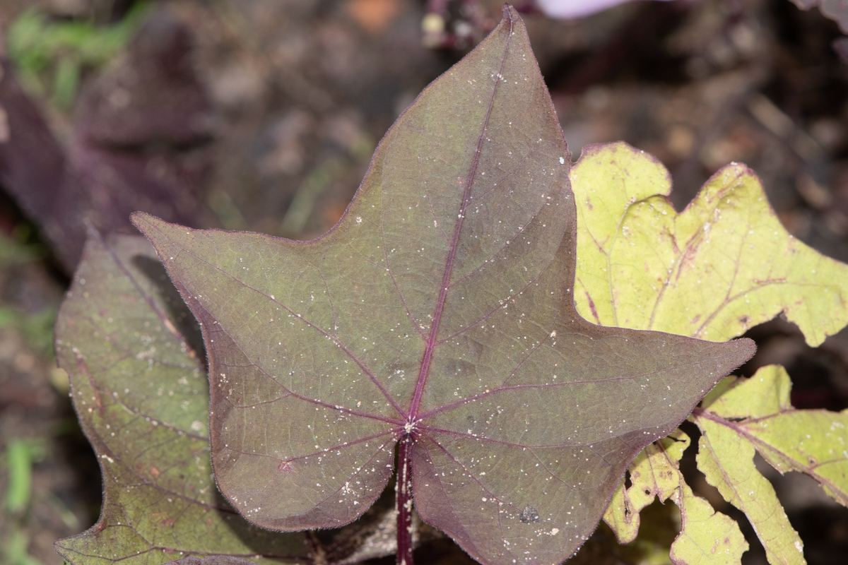 Изображение особи Ipomoea batatas.