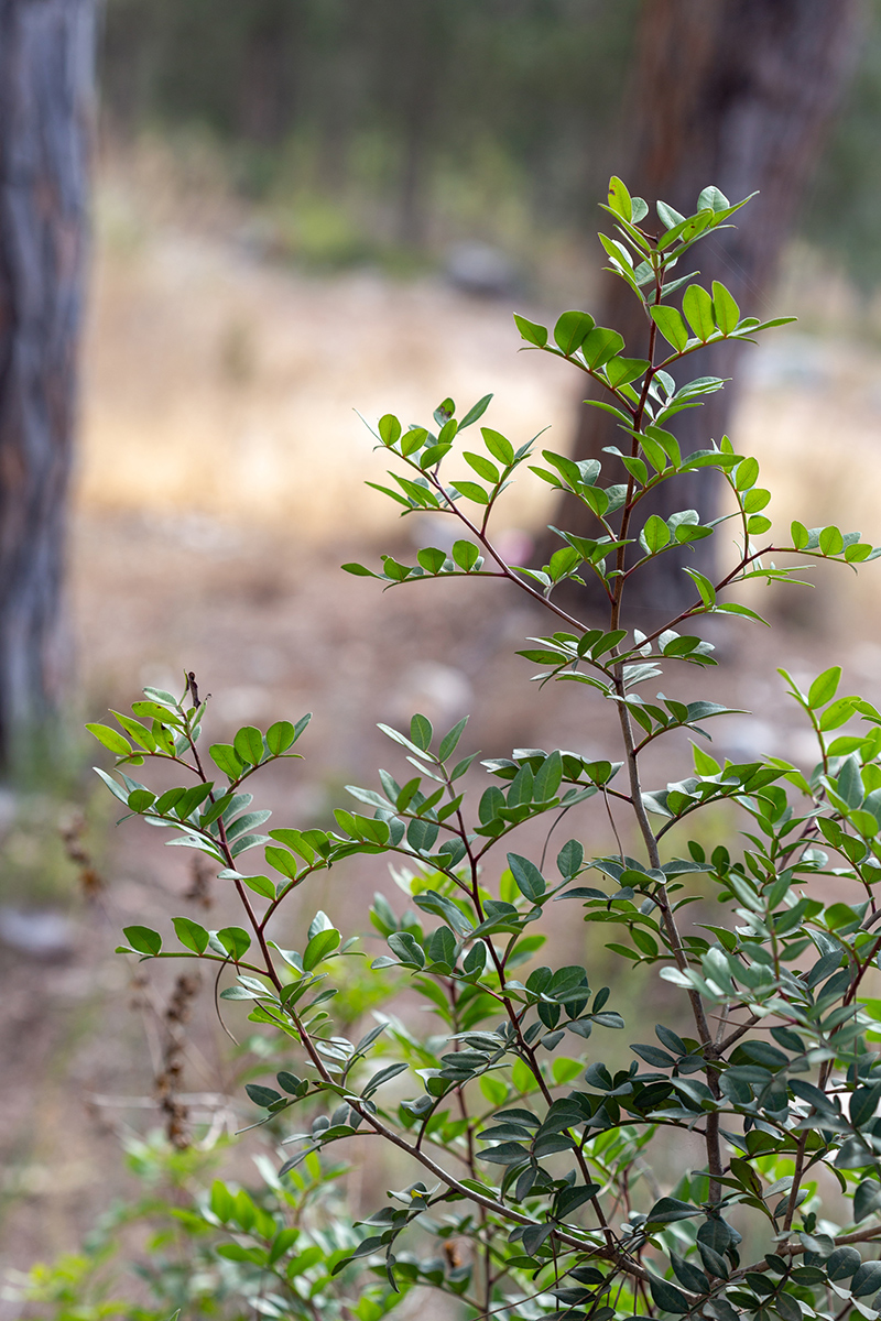 Image of genus Pistacia specimen.