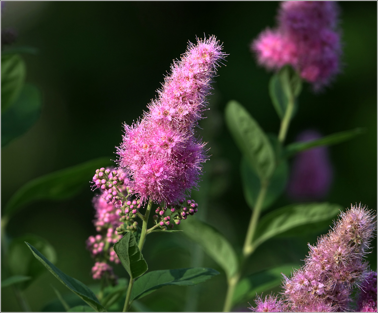 Image of Spiraea &times; billardii specimen.