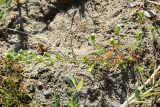 Symphyotrichum ciliatum