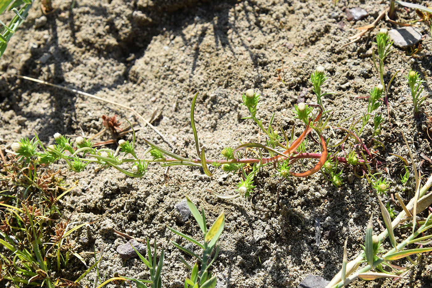 Image of Symphyotrichum ciliatum specimen.