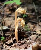 Hypopitys monotropa. Цветущее растение. Московская обл., Одинцовский р-н, окр. г. Кубинка, смешанный лес с участками преобладания ели. 22.07.2019.