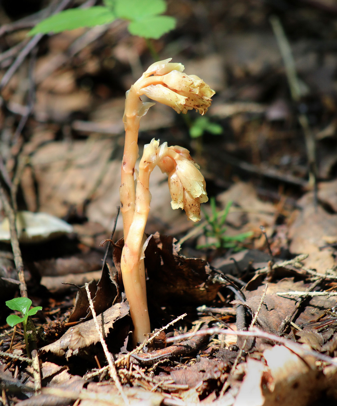 Image of Hypopitys monotropa specimen.