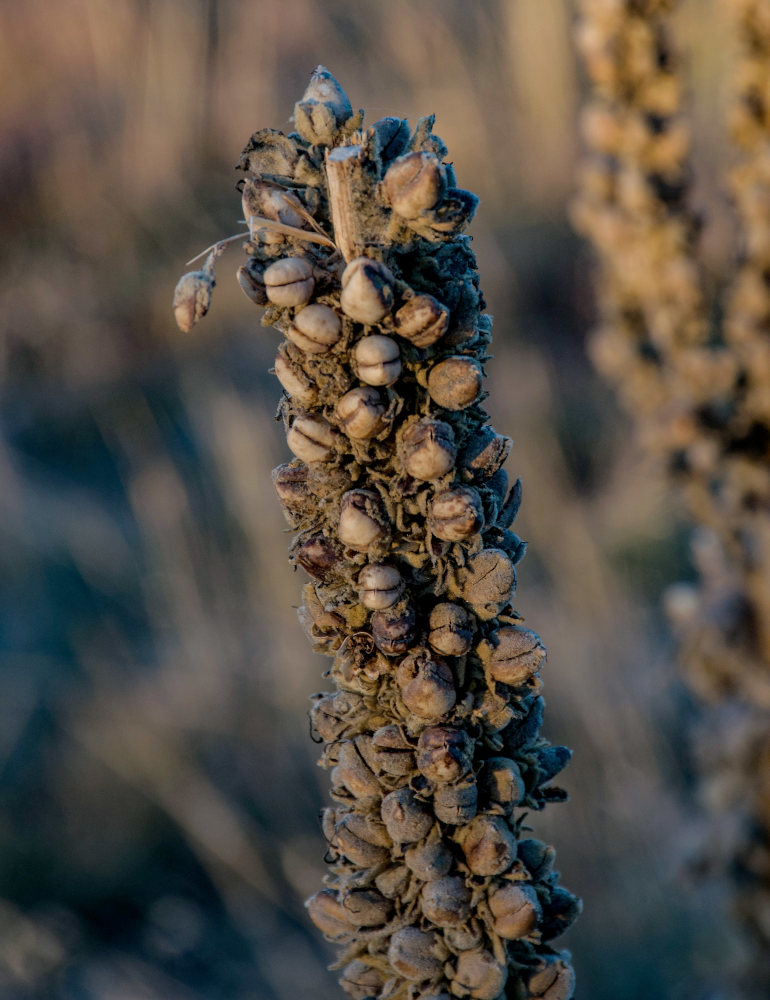 Image of Verbascum thapsus specimen.