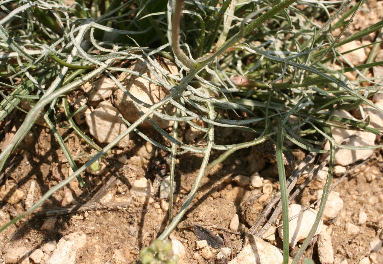 Image of Scorzonera cana specimen.