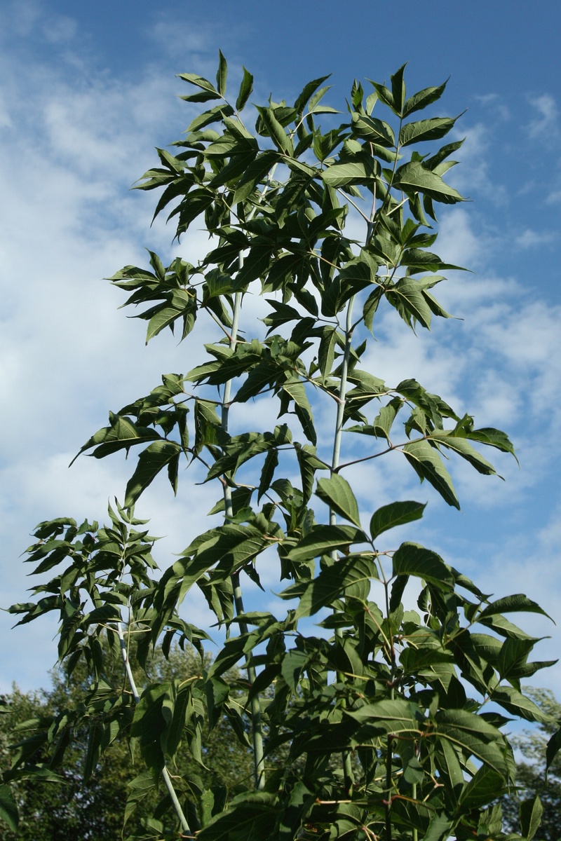 Image of Acer negundo specimen.