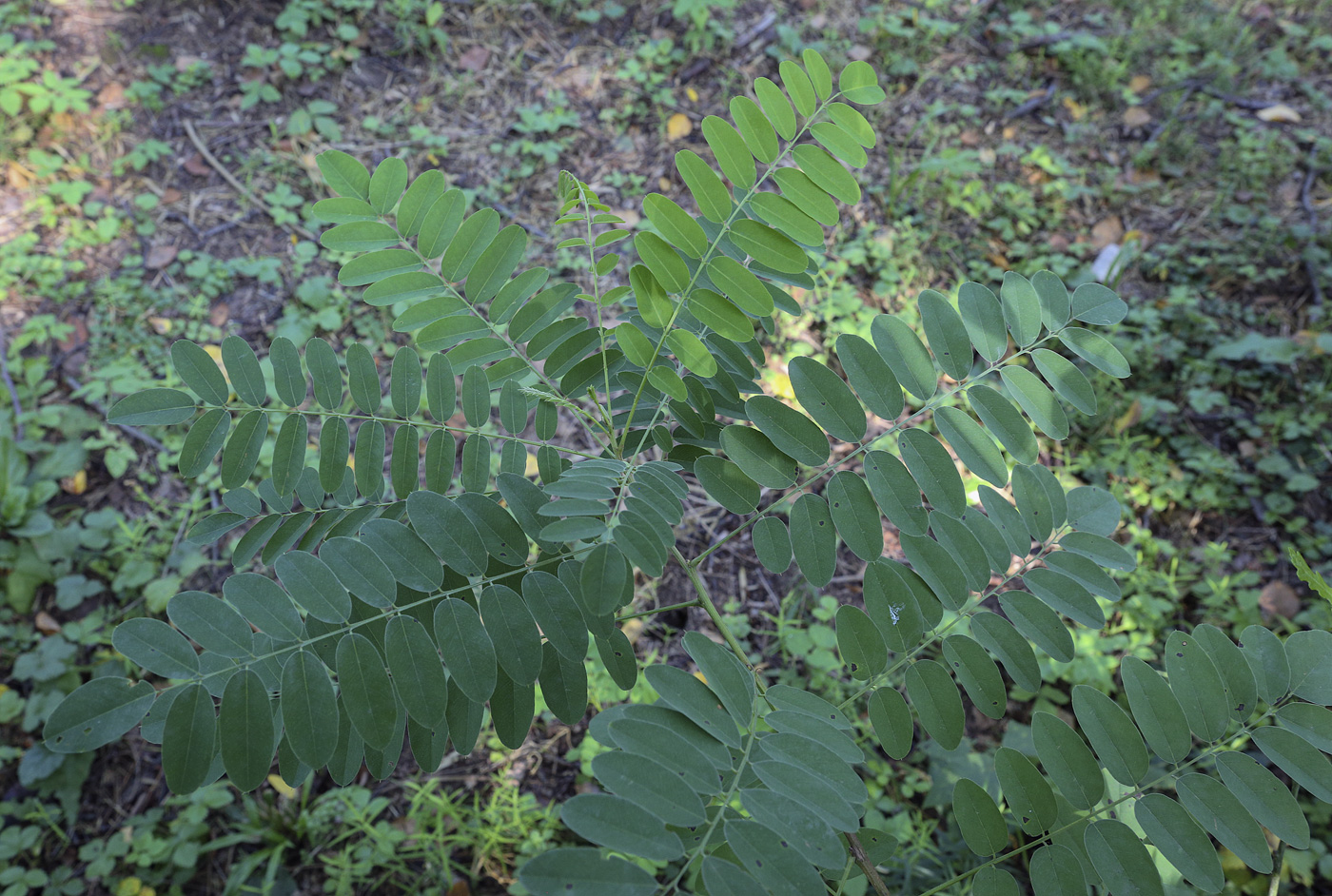 Изображение особи Amorpha fruticosa.