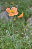 Papaver oreophilum. Верхушка цветущего растения. Республика Северная Осетия-Алания, Ирафский р-н, с. Дзинага, Большой Кавказ, долина р. Караугомдон, правый берег р. Гулардон, ≈ 1500 м н.у.м., каменистое место. 28.06.2021.