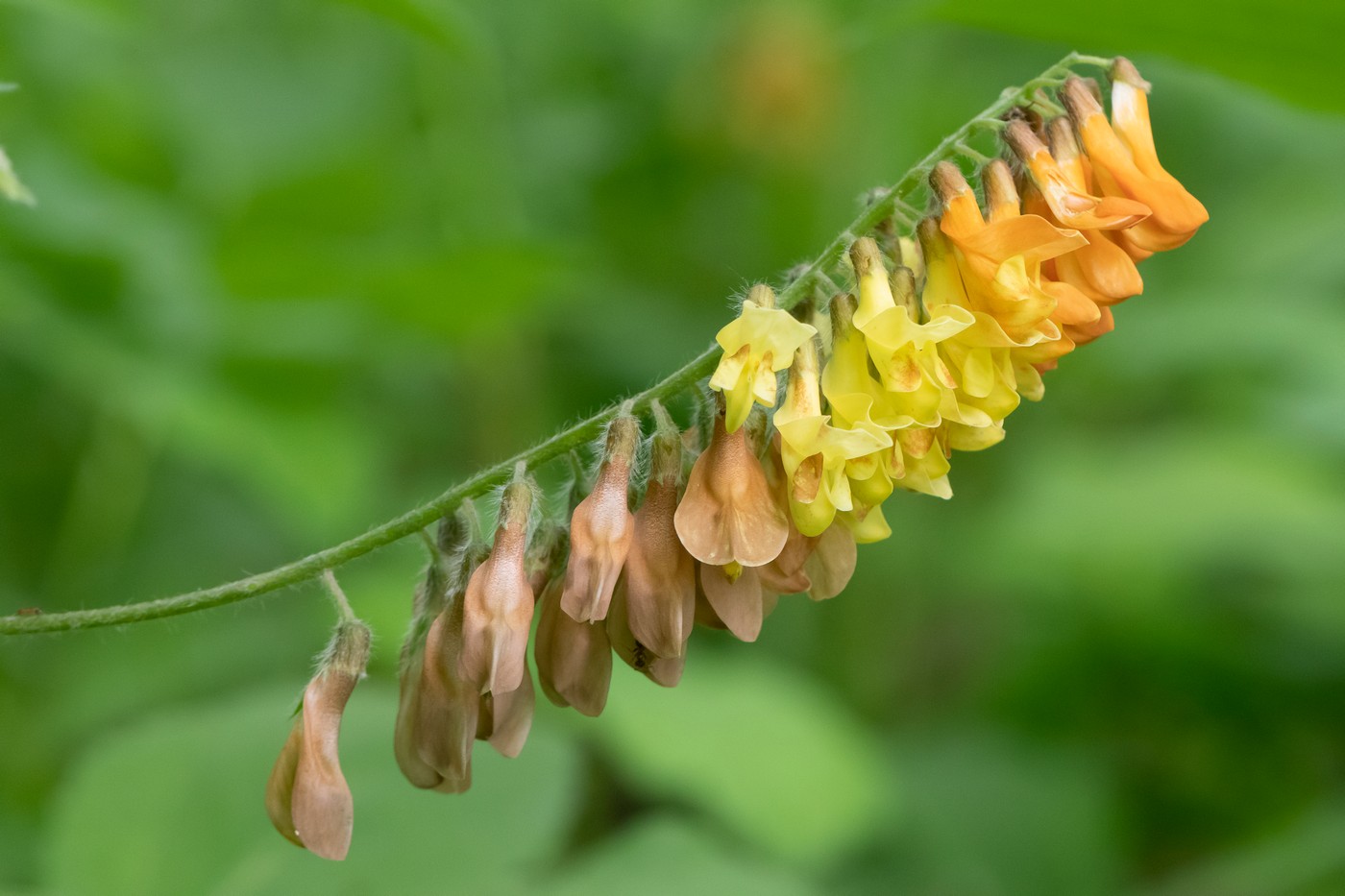 Изображение особи Vicia crocea.