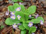 Primula vulgaris. Цветущее растение. Дагестан, Гунибский район, Гунибское плато. 23.04.2010.