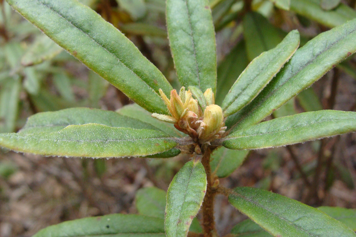 Image of Ledum maximum specimen.