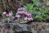 Saponaria ocymoides. Верхушки цветущих побегов. Томская обл., г. Томск, Академгородок, в культуре. 31.05.2022.