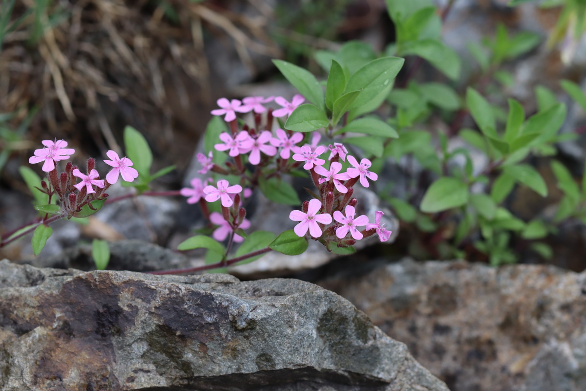 Изображение особи Saponaria ocymoides.