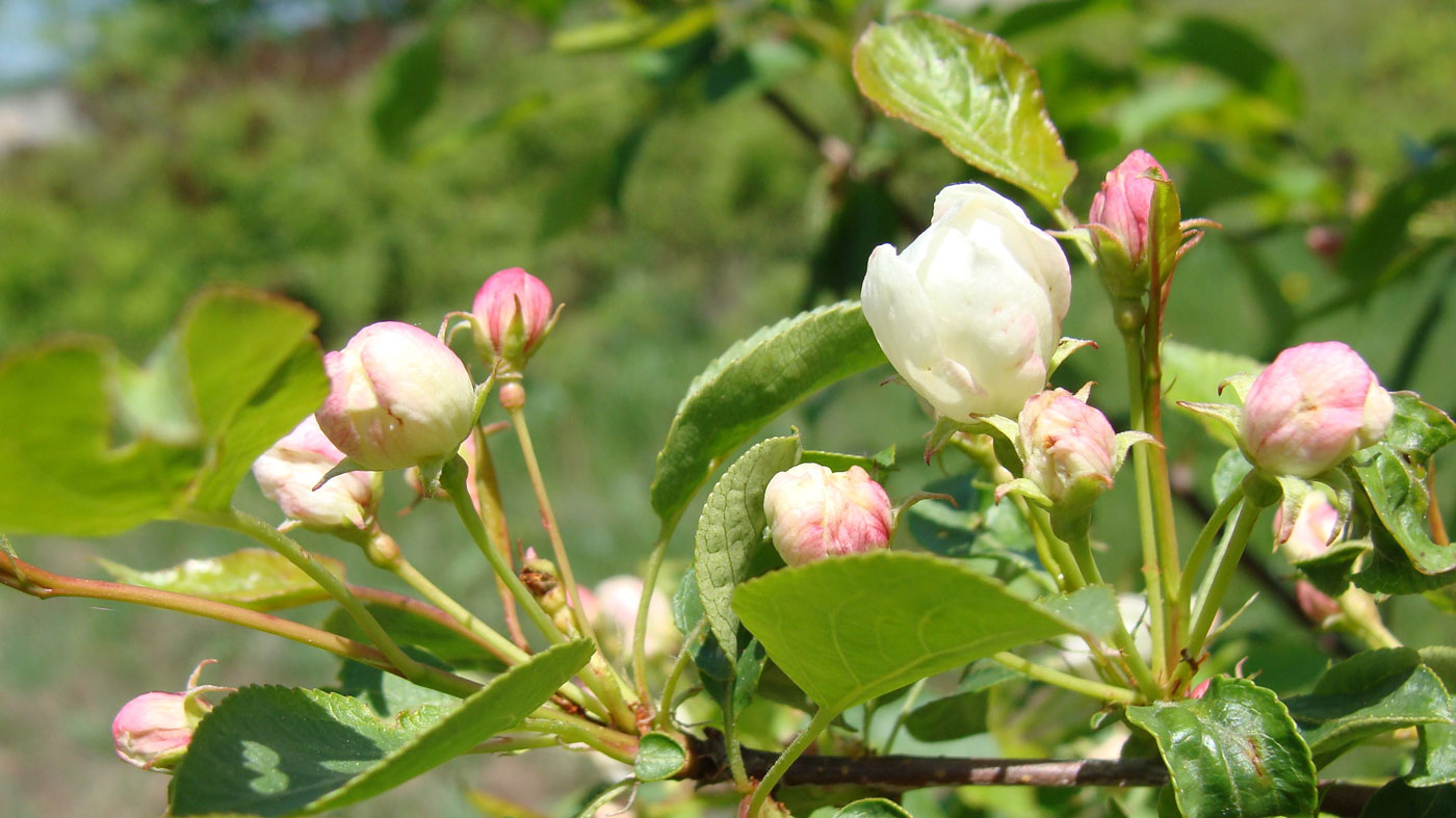 Image of Malus baccata specimen.