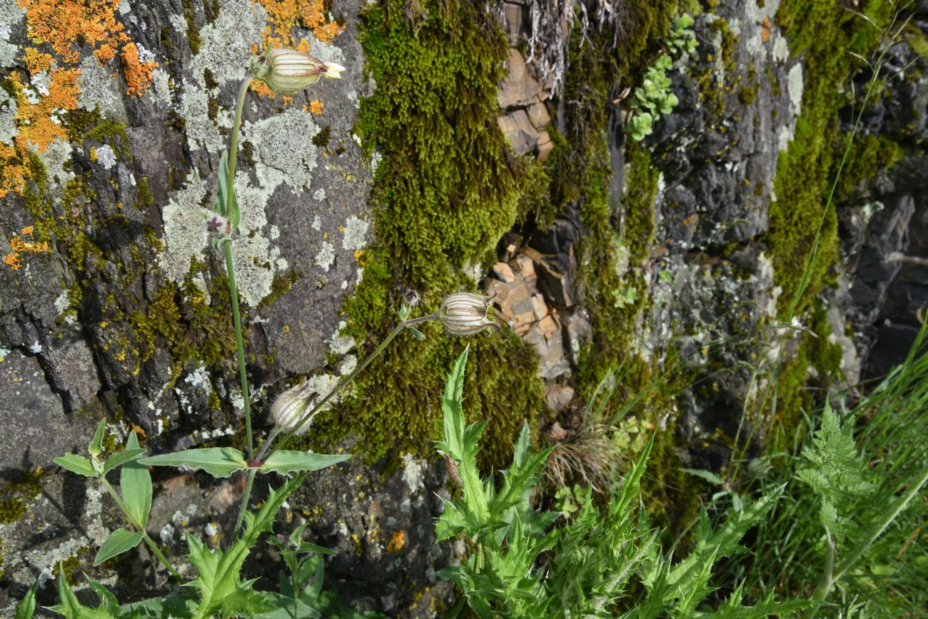 Image of Melandrium latifolium specimen.