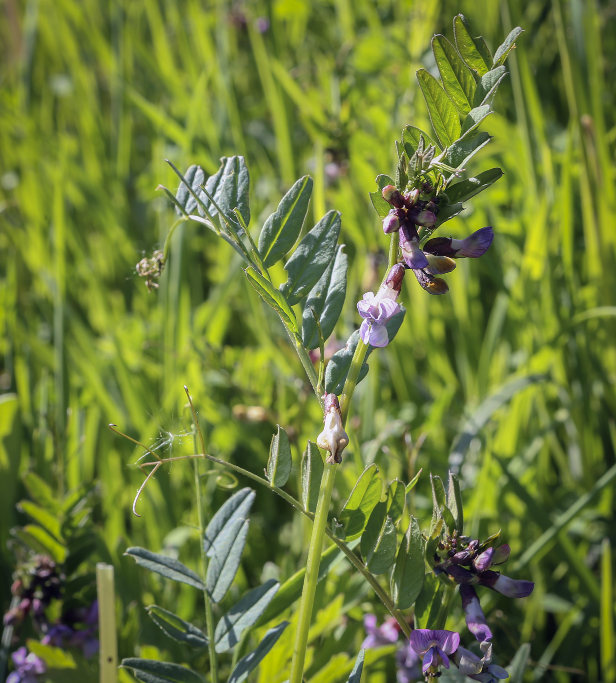 Image of Vicia sepium specimen.