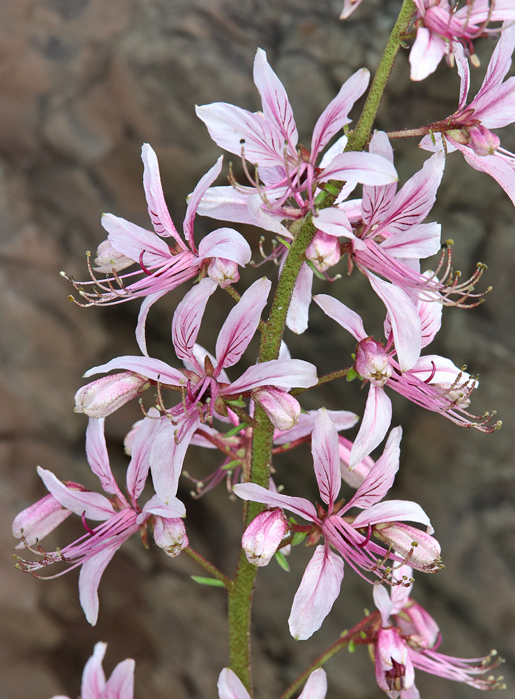 Изображение особи Dictamnus caucasicus.